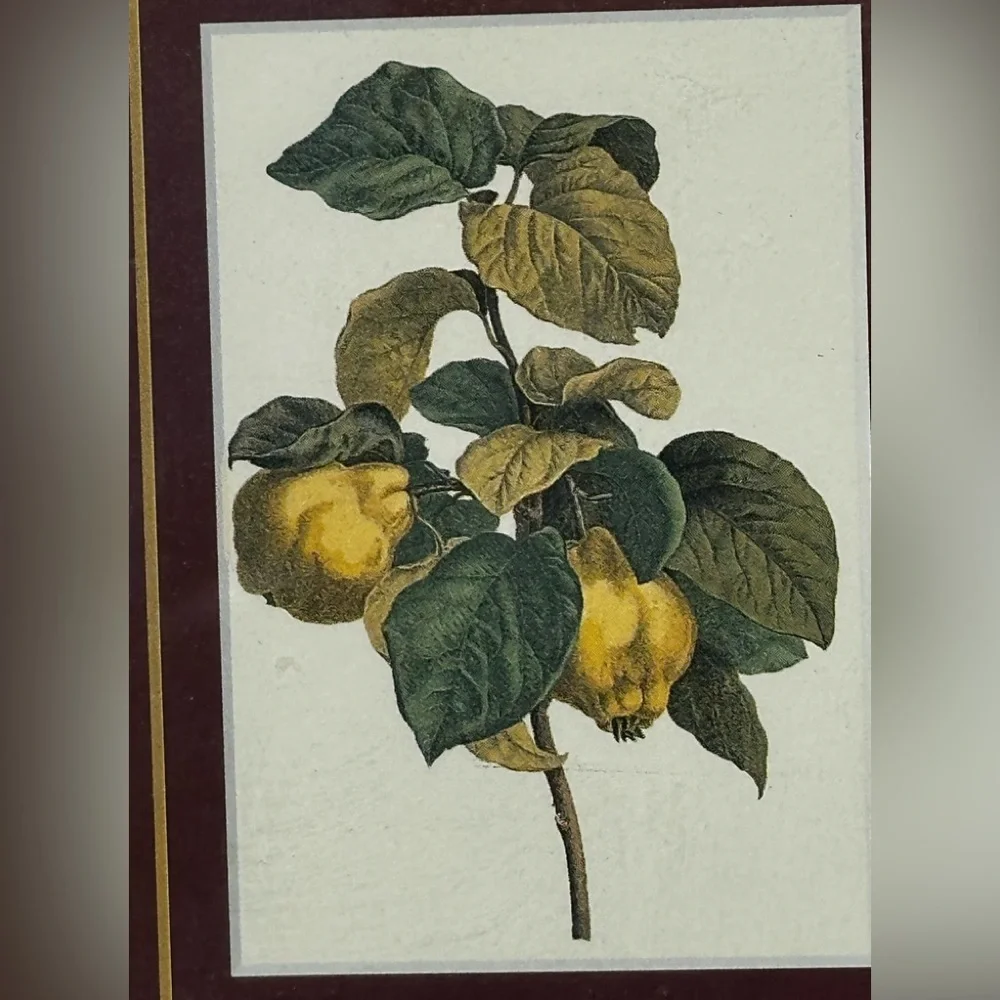 ITALIAN Set of Burgundy Decorative Wood Picture Frames with Botanical Prints 5x6